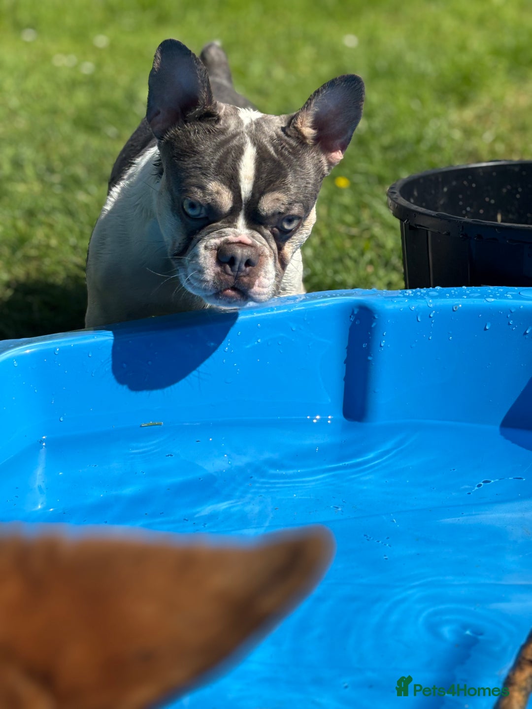 French Bulldog dogs for sale: Still looking for a new home RFG health tested boy - Image 13