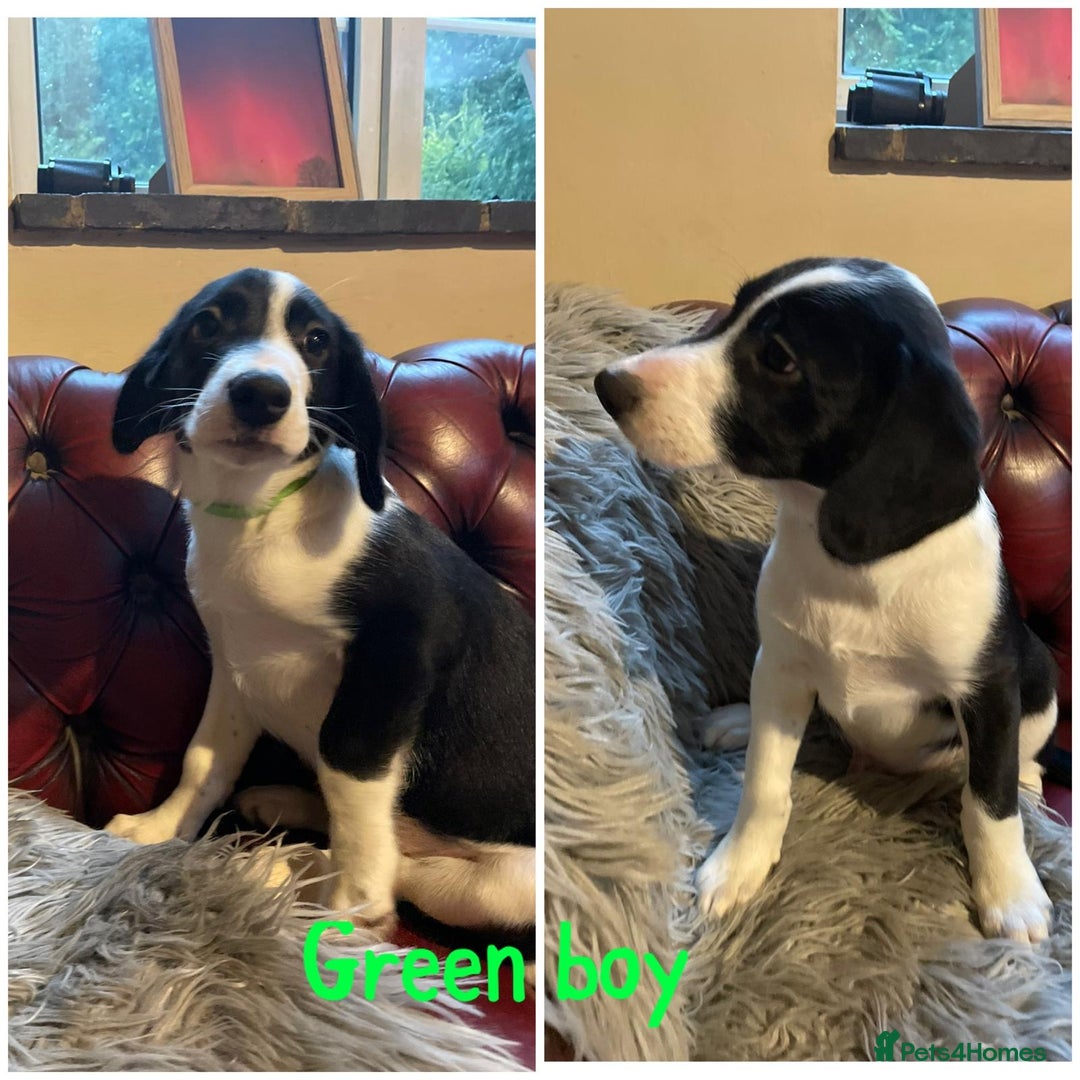 Sprollie dogs for sale: 💛Beautiful Sprollie Puppies💛 - Image 2