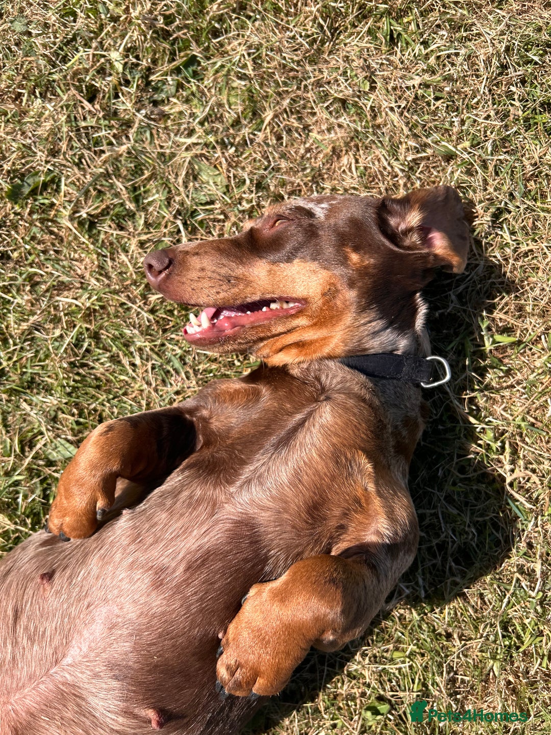 Miniature Dachshund dogs for sale: Dachshund for Rehoming  in Morecambe - Advert 9