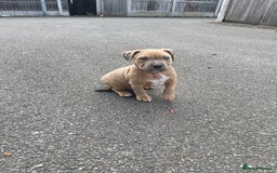 Mixed Breed dogs for sale: Olde Tyme Bulldog x American Staffordshire Pups - Image 2
