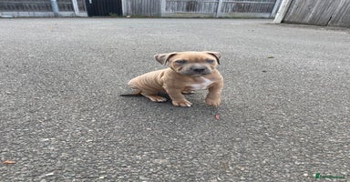 Mixed Breed dogs - Advert 4