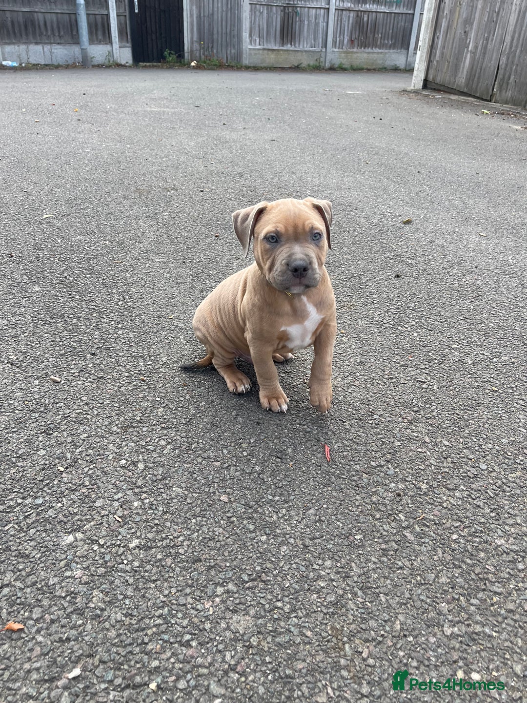 Mixed Breed dogs for sale: Olde Tyme Bulldog x American Staffordshire Pups - Image 2