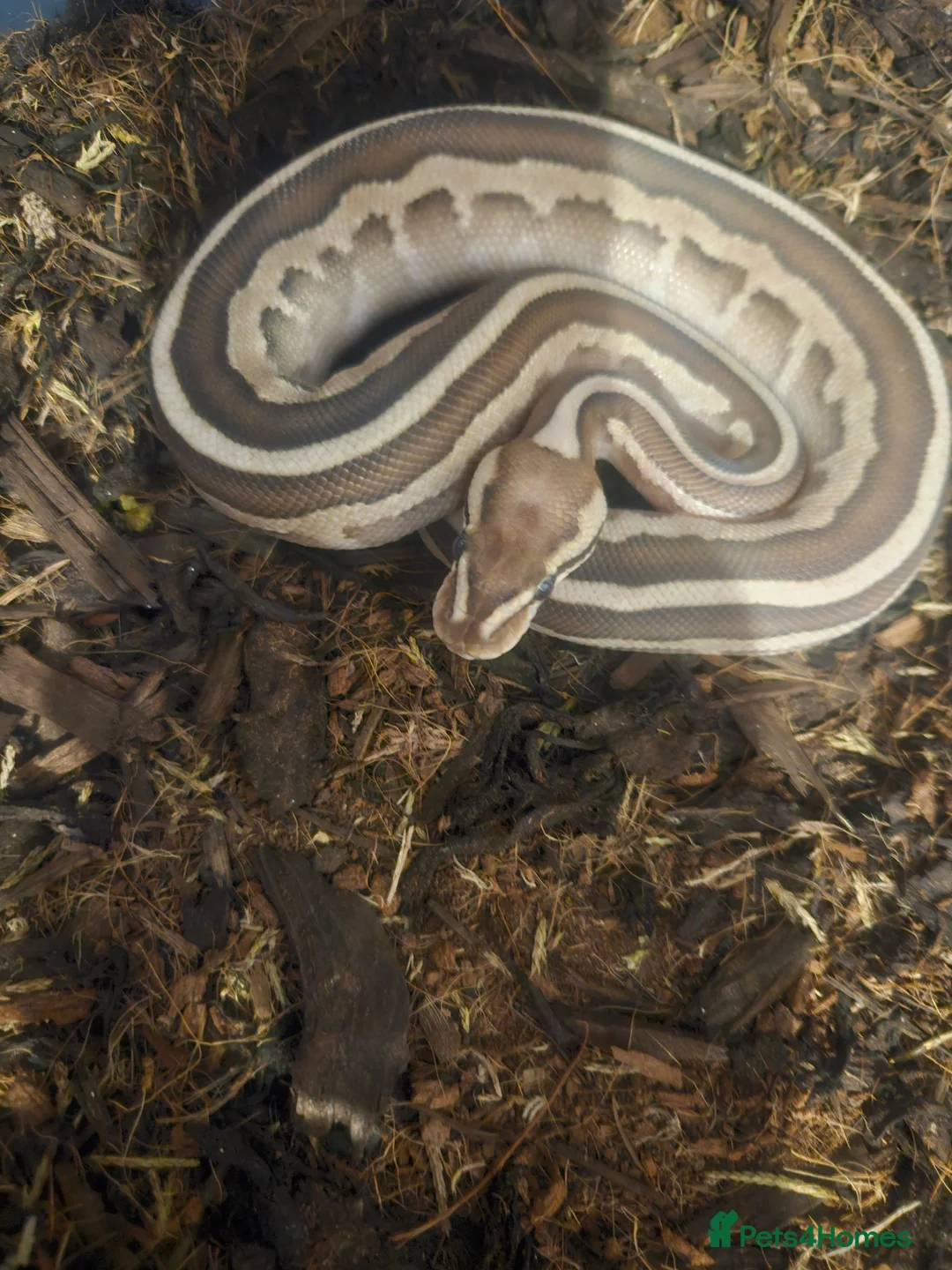 Python Snake reptiles for sale: 8 month old female Lesser Leopard ball python  - Advert 1