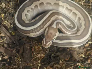 Python Snake reptiles 8 month old female Lesser Leopard ball python - Advert 1