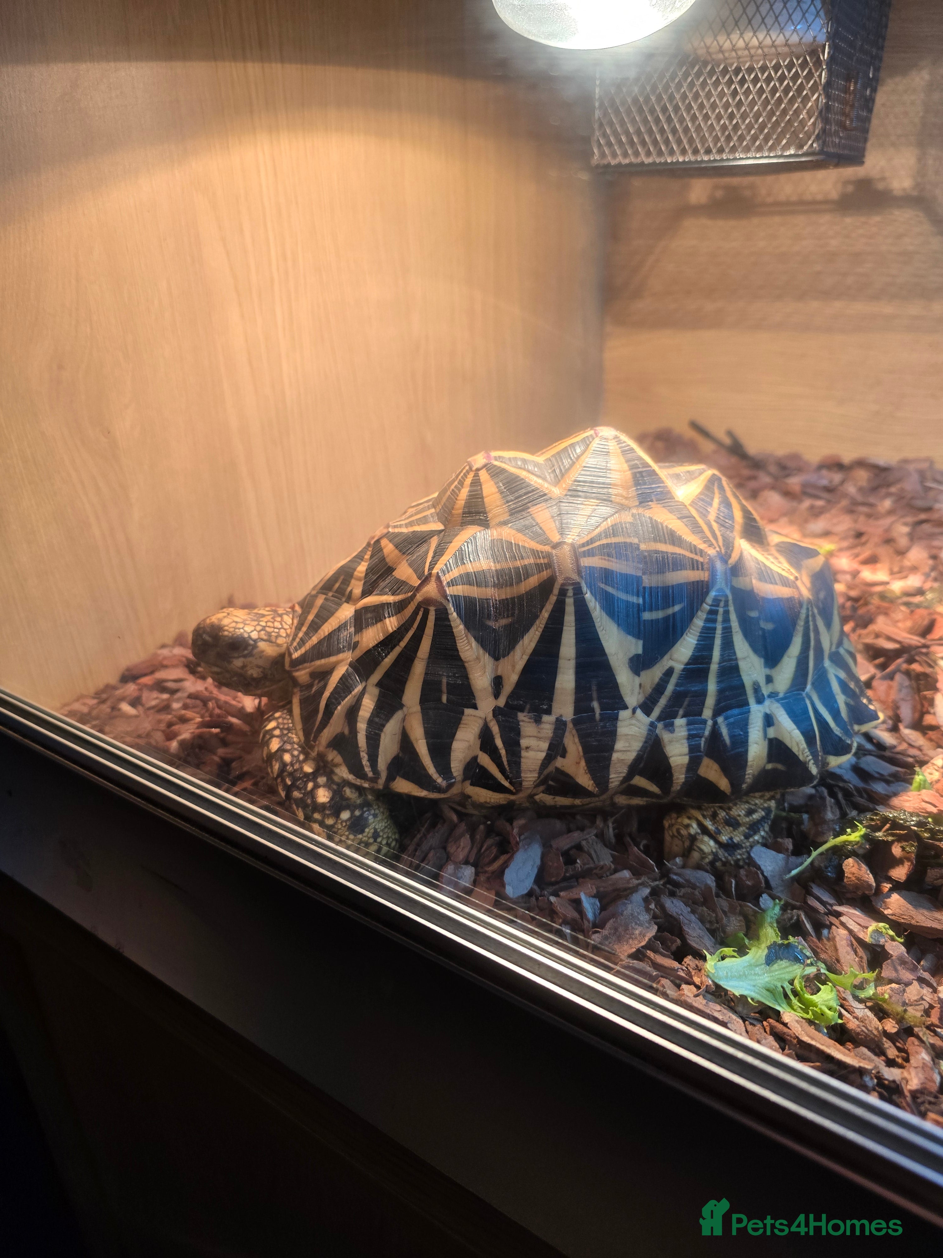 Tortoise reptiles Indian Star Tortoise - Advert 1