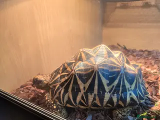 Tortoise reptiles Indian Star Tortoise - Advert 4