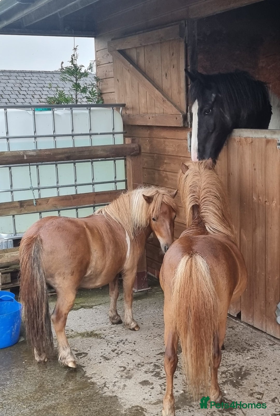 Shetland pony horses for sale: Lovely minature shetland gelding - Advert 5