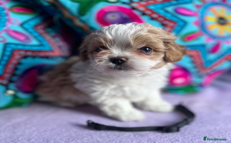 Maltipoo dogs - Advert 13