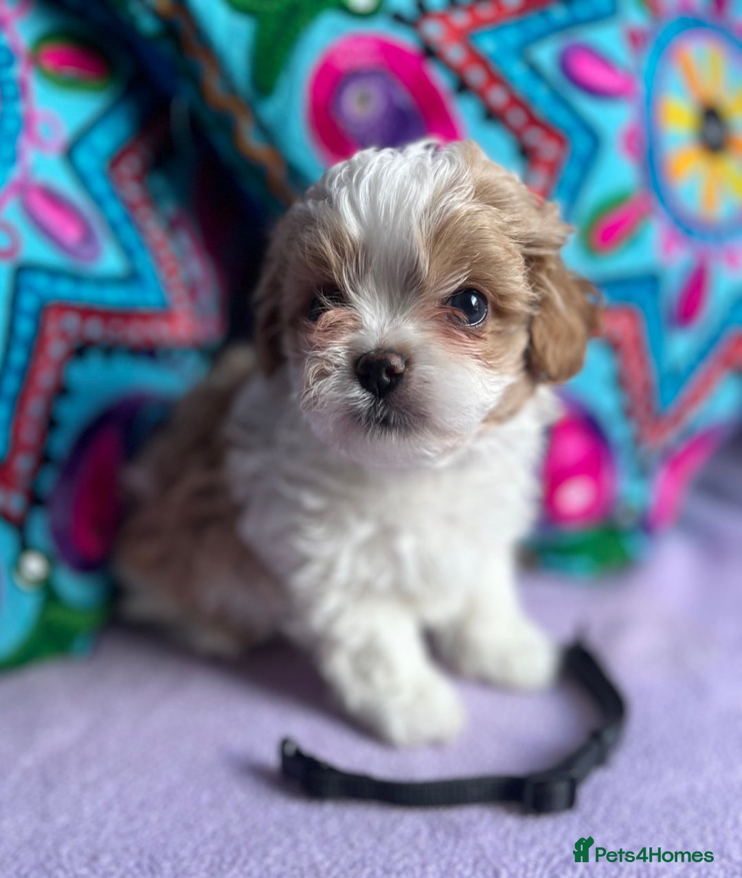 Maltipoo dogs for sale: Stunning Malticavapoo puppies NORTH STAFFORDSHIRE - Image 9