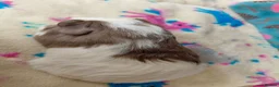 Guinea Pig rodents for sale: Pair Of Baby Sheltie Brothers To Reserve  - Advert 3