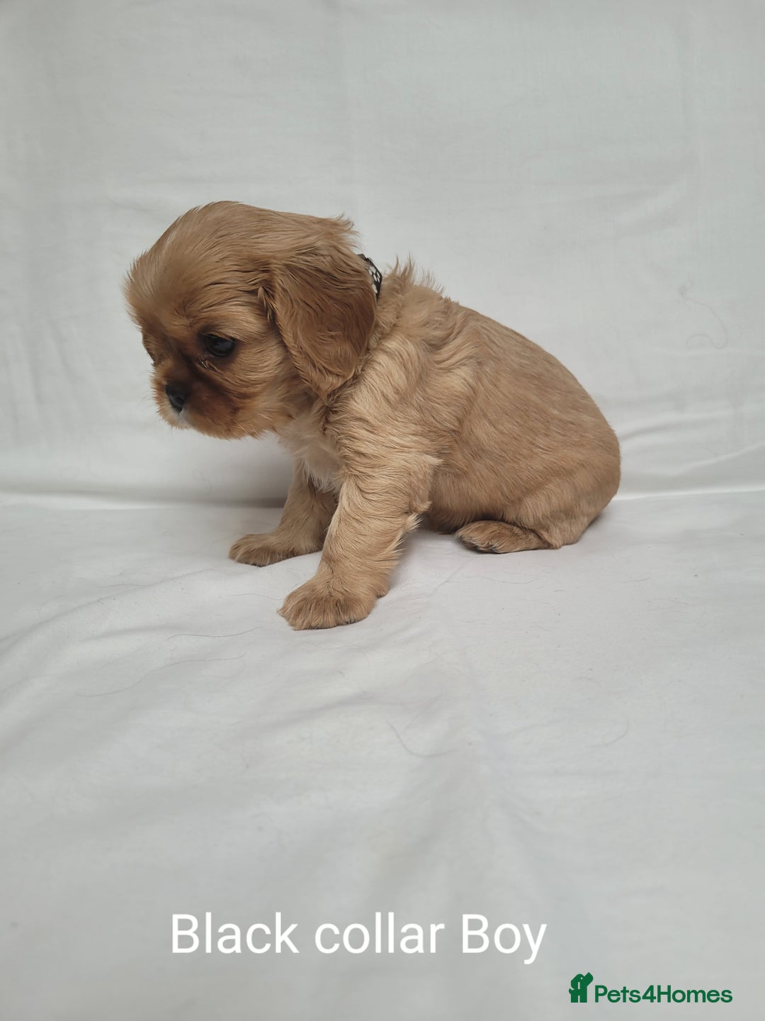 Cavalier King Charles Spaniel dogs for sale: Stunning Cavalier Puppies–Champ Blood,HealthTested - Image 15