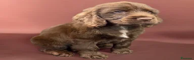 Cocker Spaniel 1