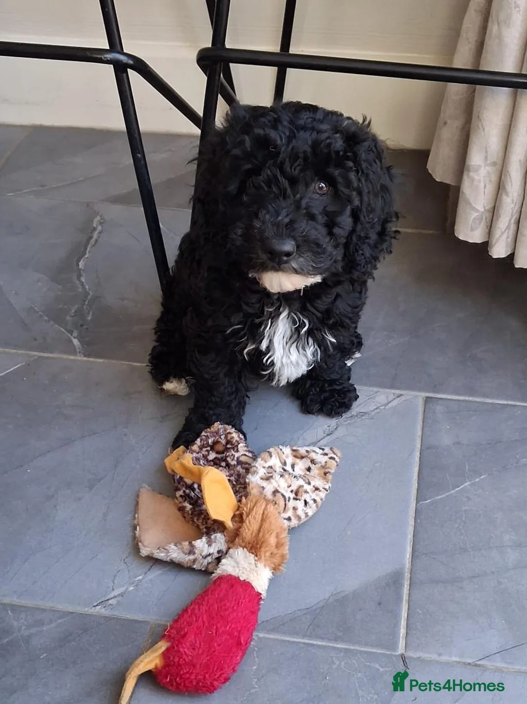 Cavapoochon dogs for sale: Last Cavapoochon Puppy ⭐️ REDUCED ⭐️ - Advert 1