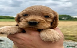 Cocker Spaniel dogs for sale: Adorable Cocker Spaniel Puppies - Image 6