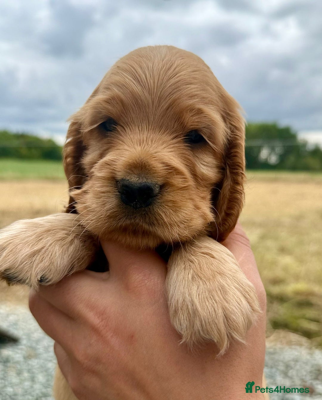 Cocker Spaniel dogs for sale: Adorable Cocker Spaniel Puppies - Image 6