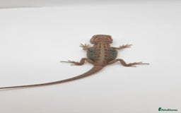 Bearded Dragon reptiles for sale: Mix of hypo trans dunner blue bar het zeros - Image 5