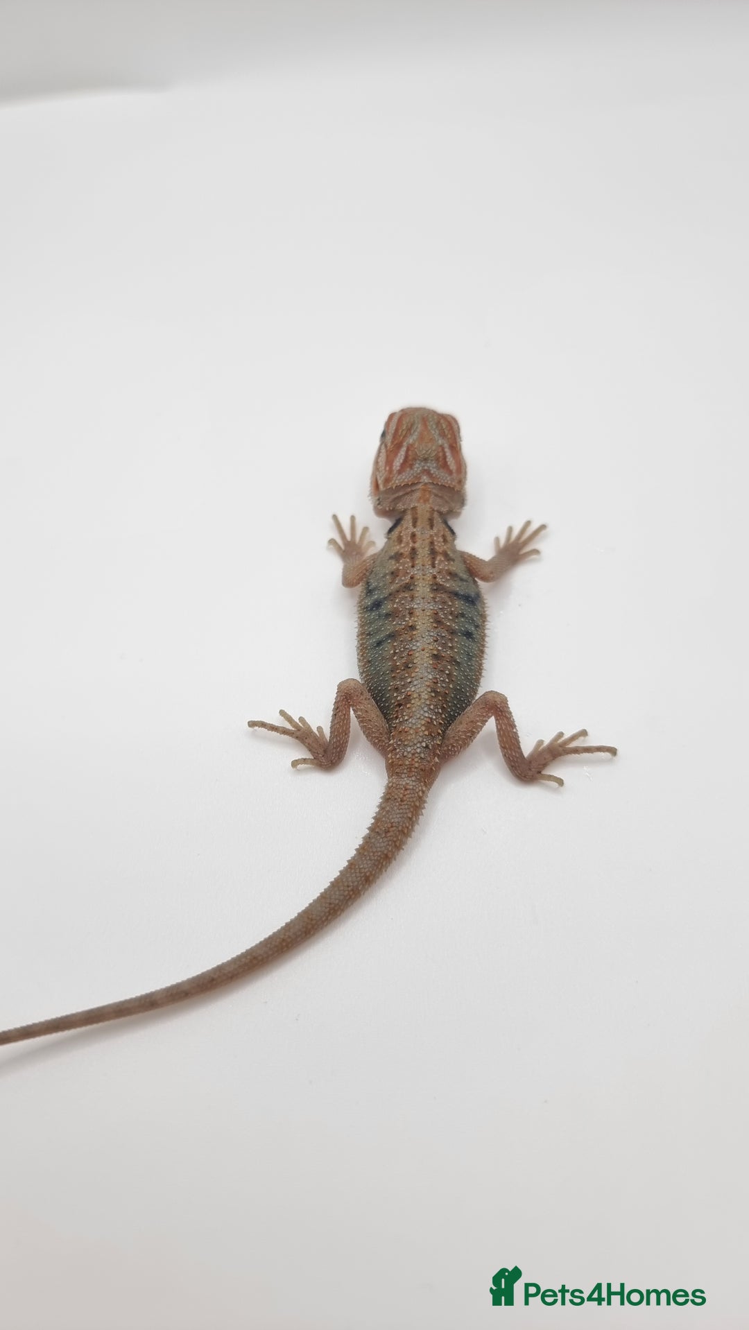 Bearded Dragon reptiles for sale: Mix of hypo trans dunner blue bar het zeros - Image 5