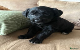 Mixed Breed dogs for sale: 5 Stunning Border Retrievers  - Image 9