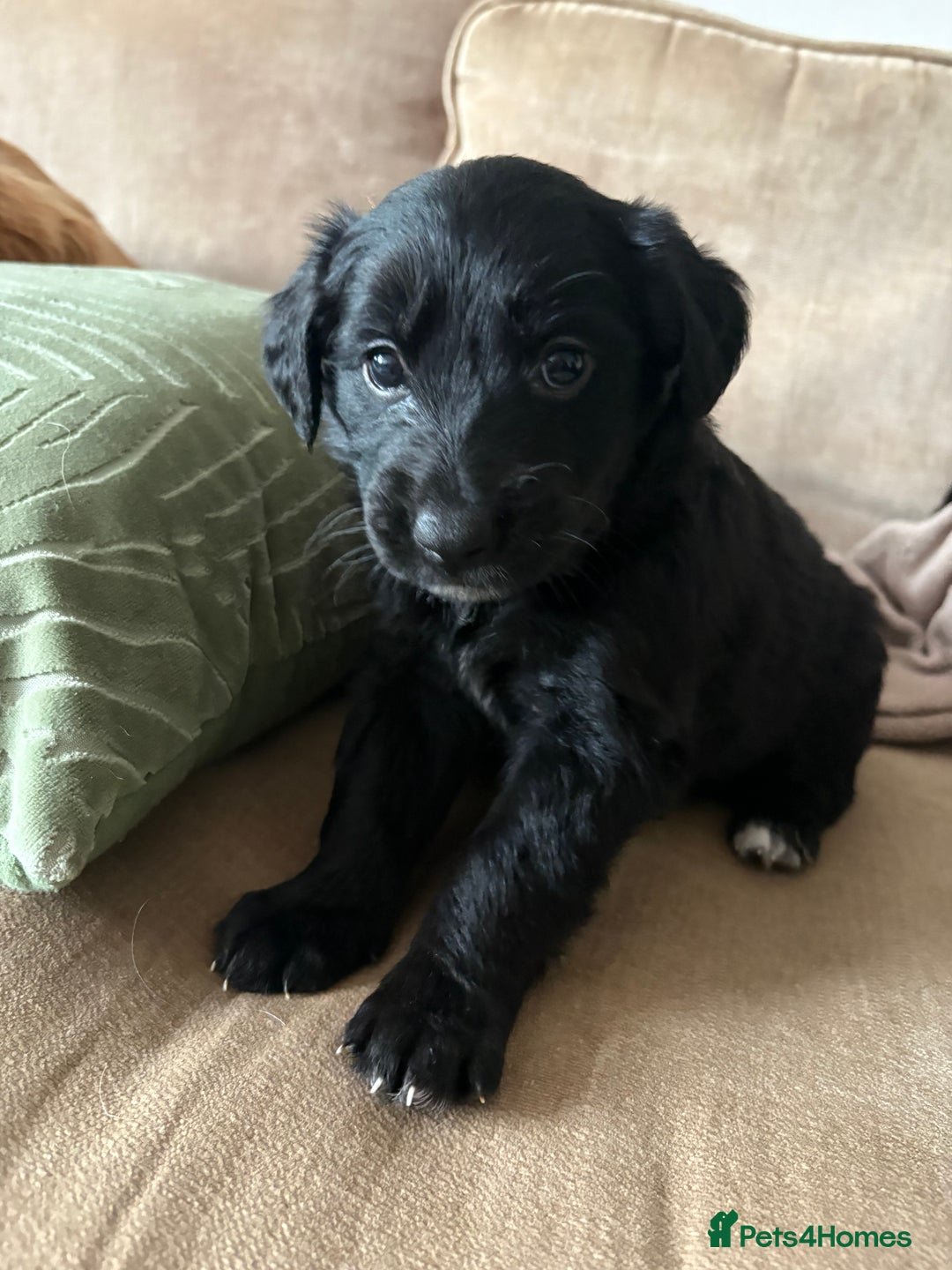 Mixed Breed dogs for sale: 5 Stunning Border Retrievers  - Image 9