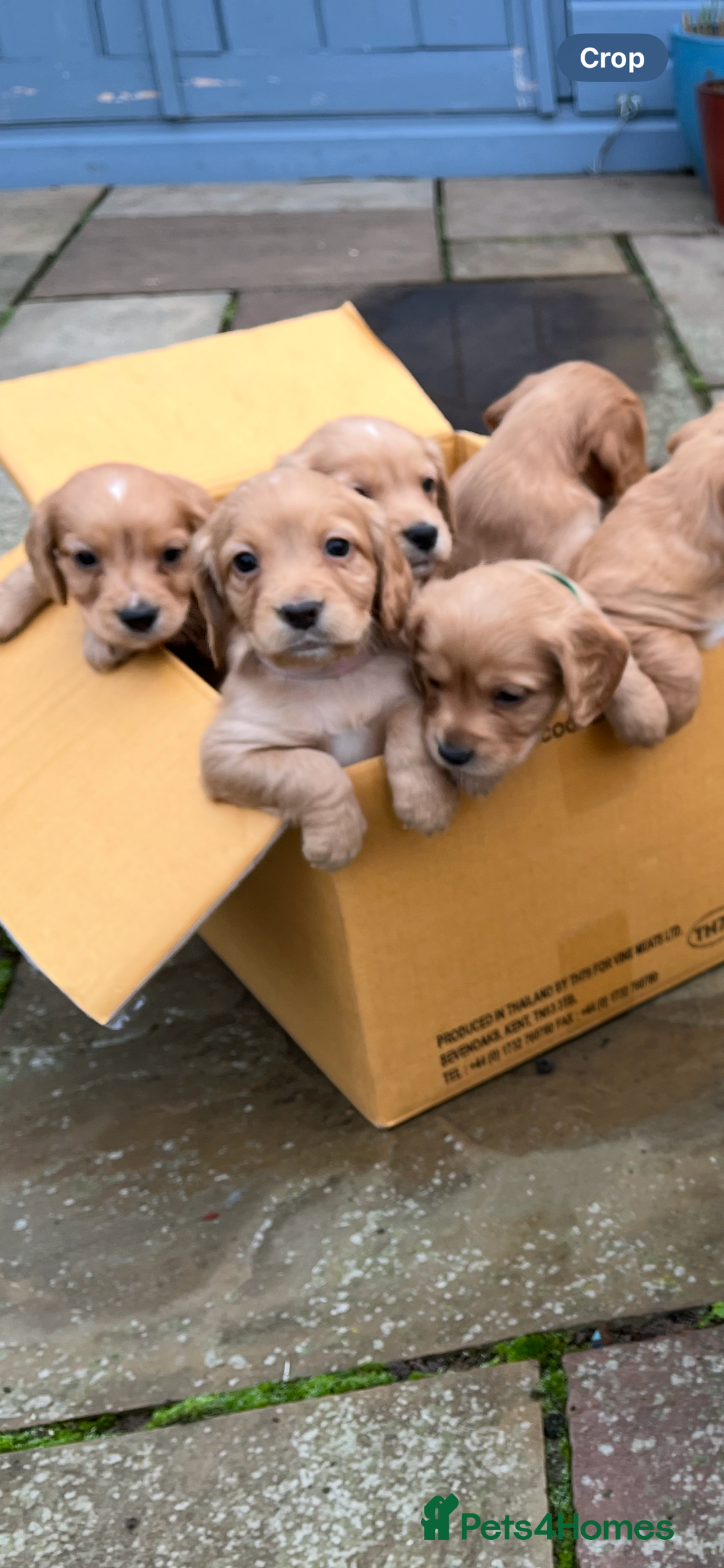 Cocker Spaniel dogs for sale: Working Cocker Spaniel Pups  - Advert 6