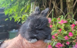 Angora rabbits for sale: The cutest black beauties 🖤 - Image 21
