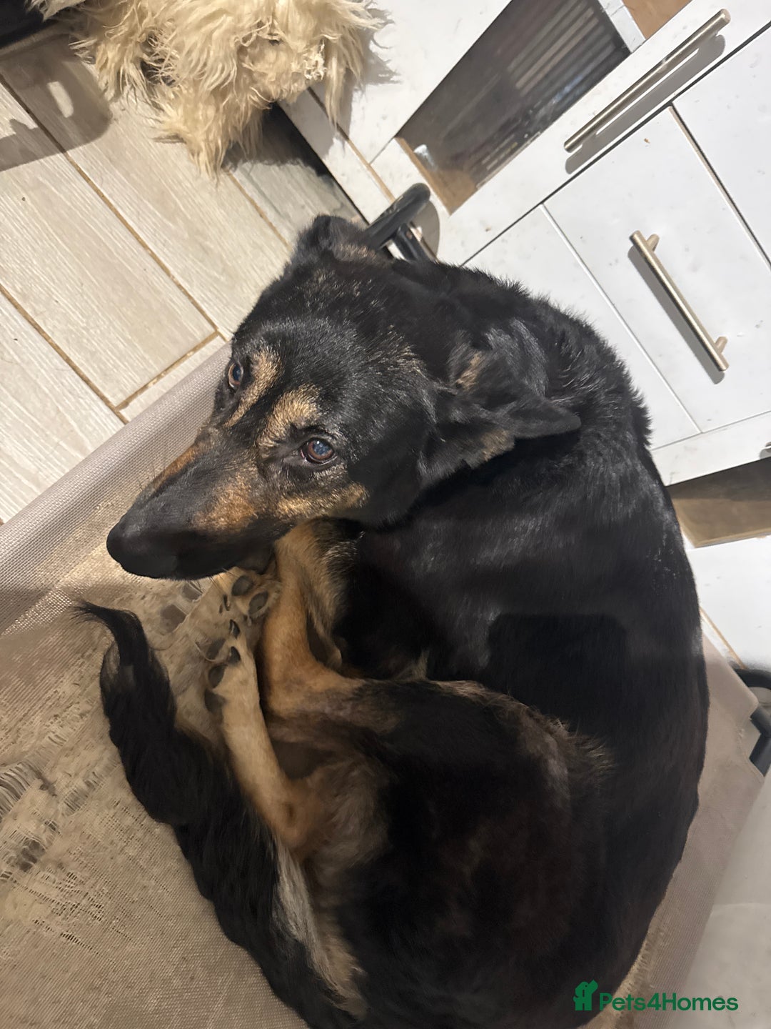 German Shepherd dogs for sale: German Shepherd - Advert 2