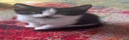 Mixed Breed cats for sale: Cheeky kittens - Advert 7
