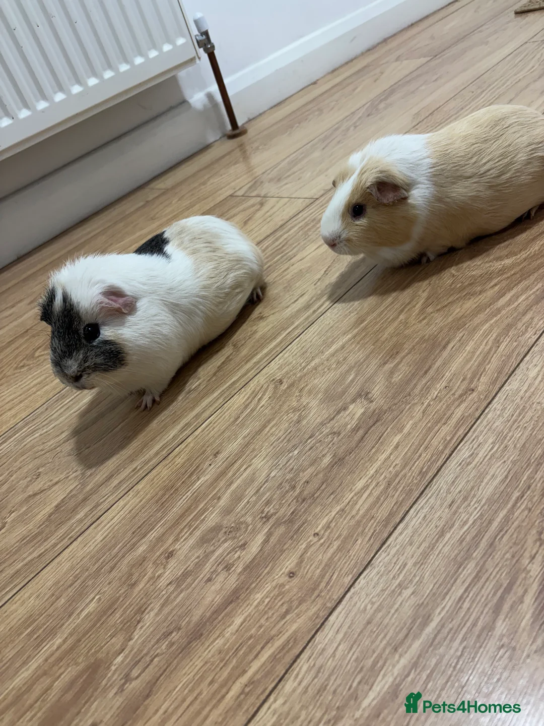 Guinea Pig rodents for sale: Two cute male guinea pigs  - Advert 2