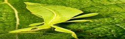Stick Insects invertebrates for sale: Leaf insects (phyllium philippinicum) stick insect - Advert 11