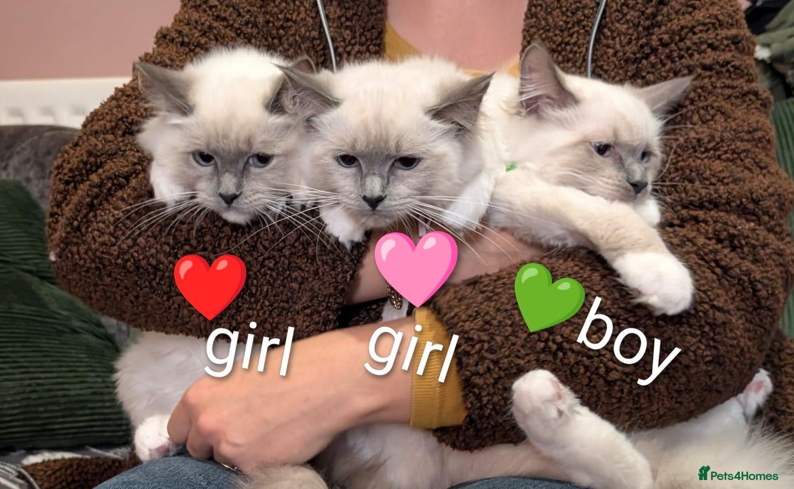 Ragdoll cats ❤️GCCF,3 BEAUTIES LEFT,Ragdoll blue point mitted   - Advert 1