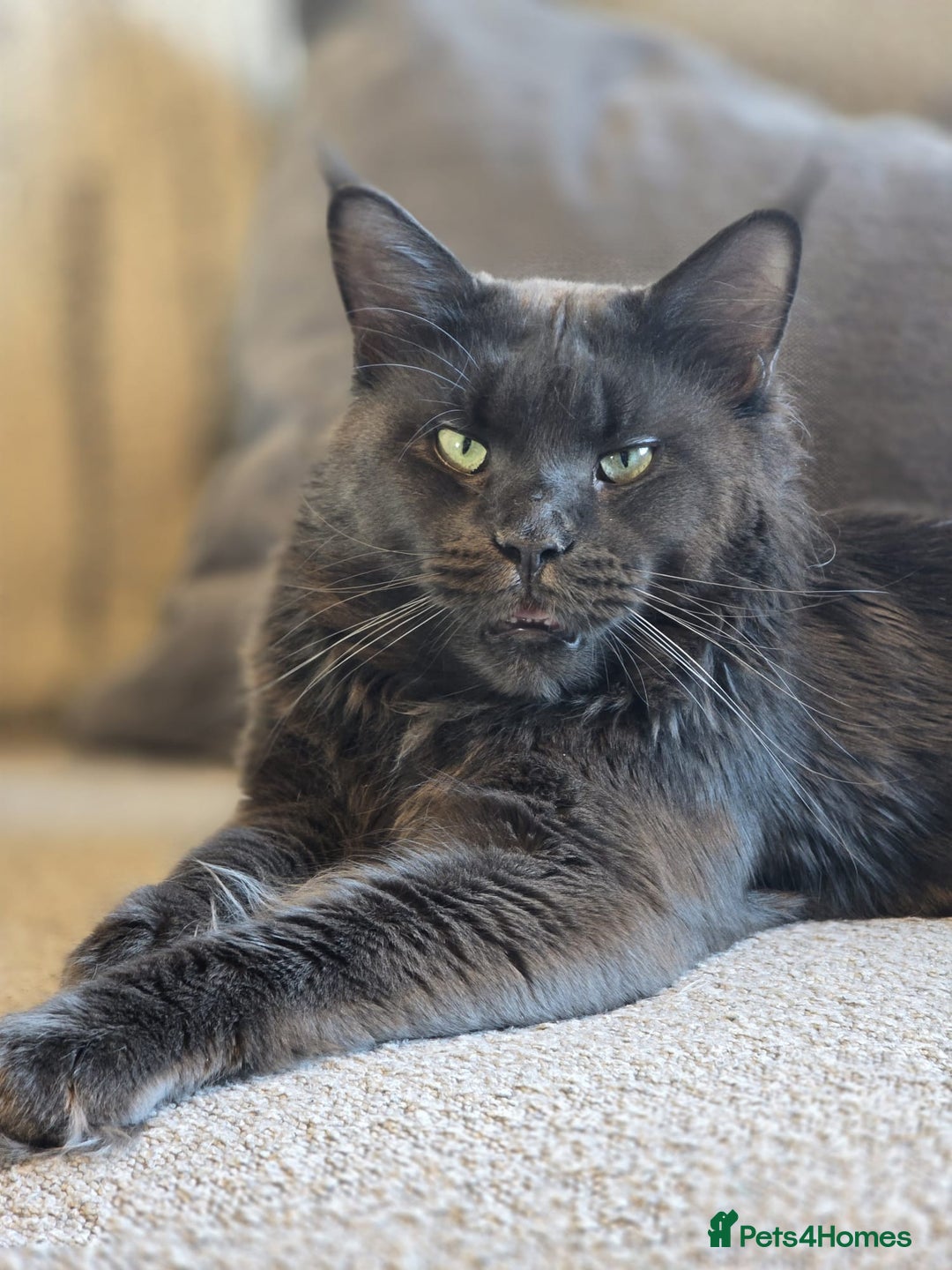 Maine Coon cats for sale: TICA Registered Maine Coon Kittens - Advert 4