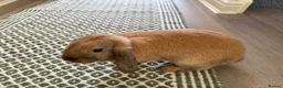 Mixed Breed rabbits for sale: Bert & Ernie  in Derby - Advert 9