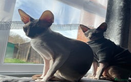 Cornish Rex cats for sale: Kira and Sushi - Image 13