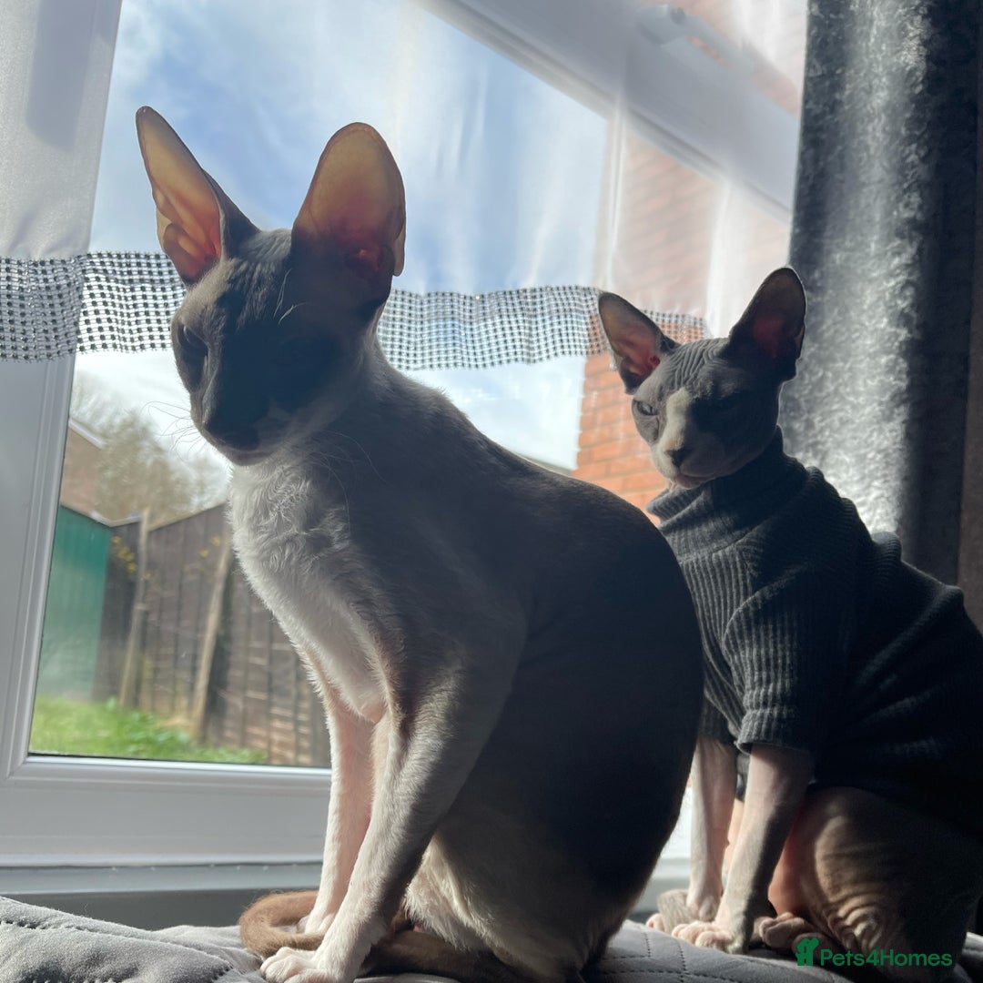 Cornish Rex cats for sale: Kira and Sushi - Image 13