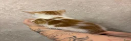 Ragdoll cats for sale: Gorgeous ragdoll cross kittens  - Advert 6