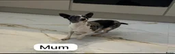 Chihuahua dogs for sale: 3/4 chihuahua 1/4 jack Russell  - Advert 8