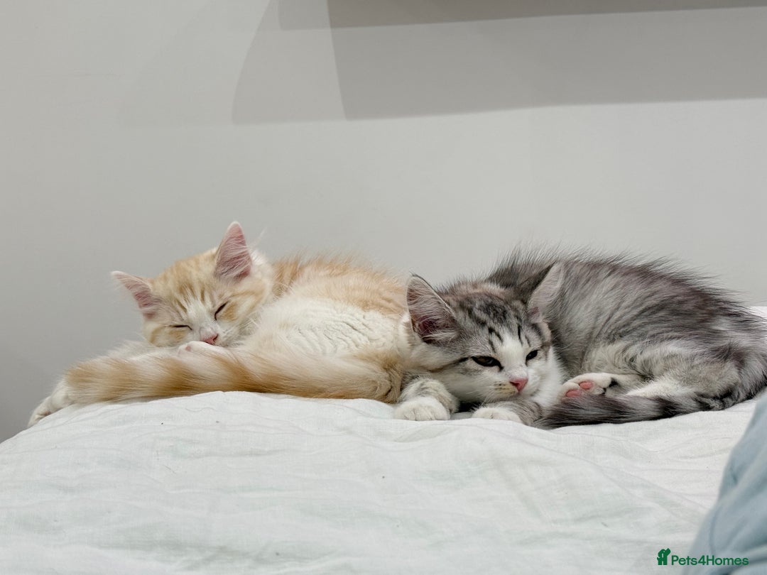 Munchkin cats for sale: ⭐️⭐️-3x TICA Munchkins - Super Short Legs-⭐️⭐️  - Image 27