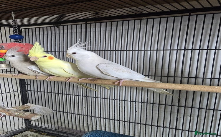 Cockatiels birds - Advert 5