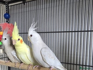 Cockatiels birds - Advert 21