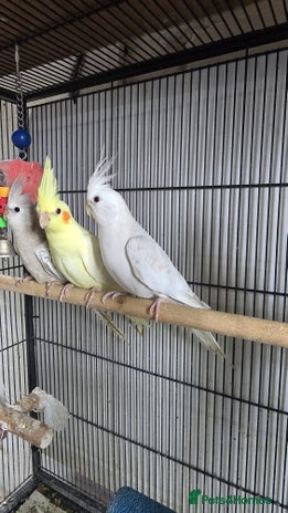 Cockatiels birds - Advert 16