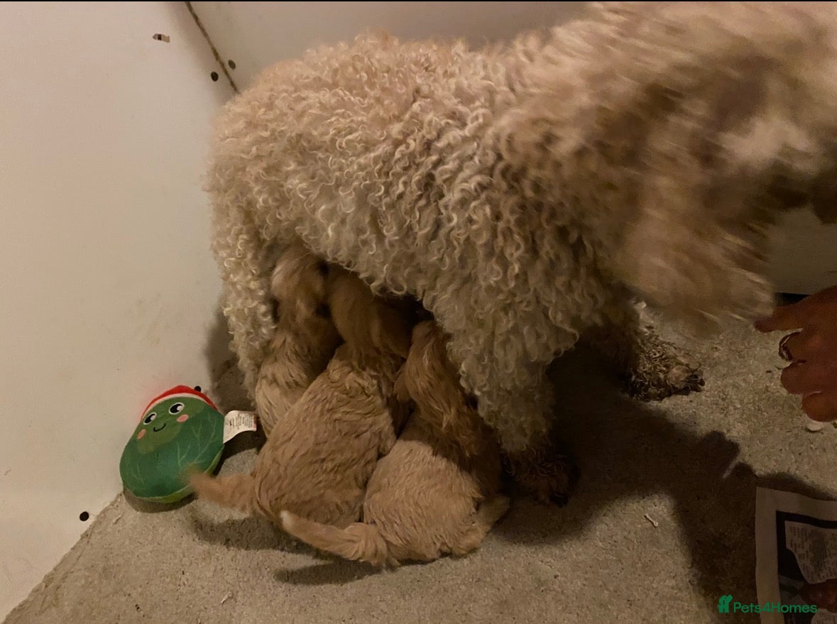 Cavapoo dogs Miniature Cavapoos  - Advert 1