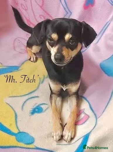 Mixed Breed dogs Mr Titch, 4 yrs approx. Available for adoption. - Advert 1