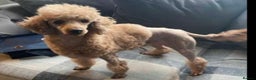 Miniature Poodle dogs for stud: for stud  - Advert 7
