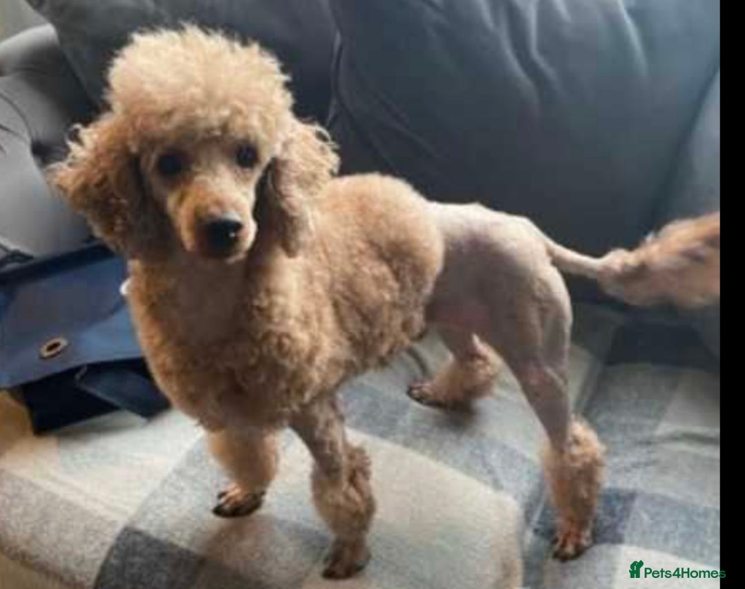 Miniature Poodle dogs for stud: for stud  - Advert 7