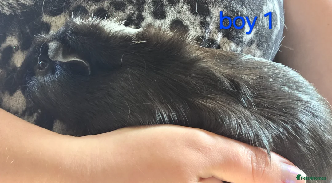 Guinea Pig rodents for sale: Gergouse guinea pigs  - Advert 2