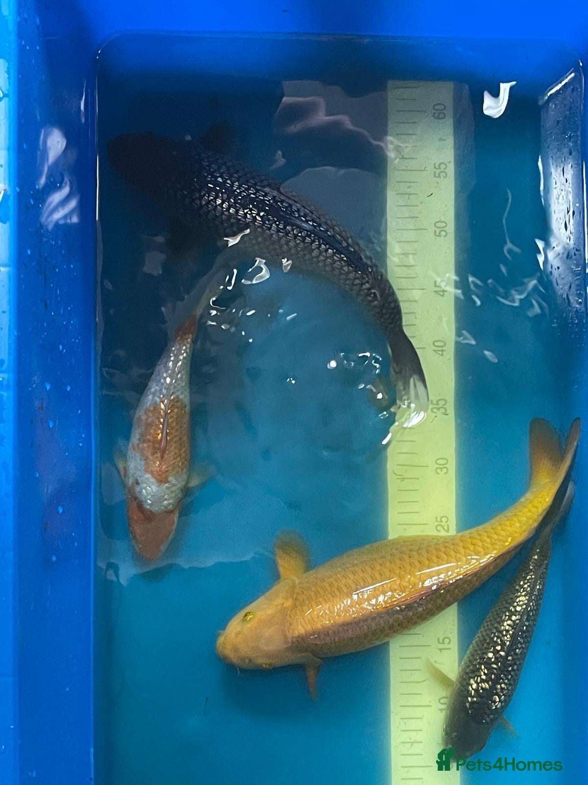 Koi Carp fish High quality Japanese koi for sale  - Advert 11