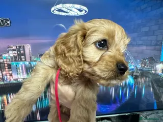 Cavapoo dogs Adorable Cavapoo puppies - Advert 1