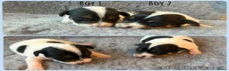 Jack Russell dogs for sale: Beutiful Tri colour Jack Russell Terriers in Caernarfon - Advert 7