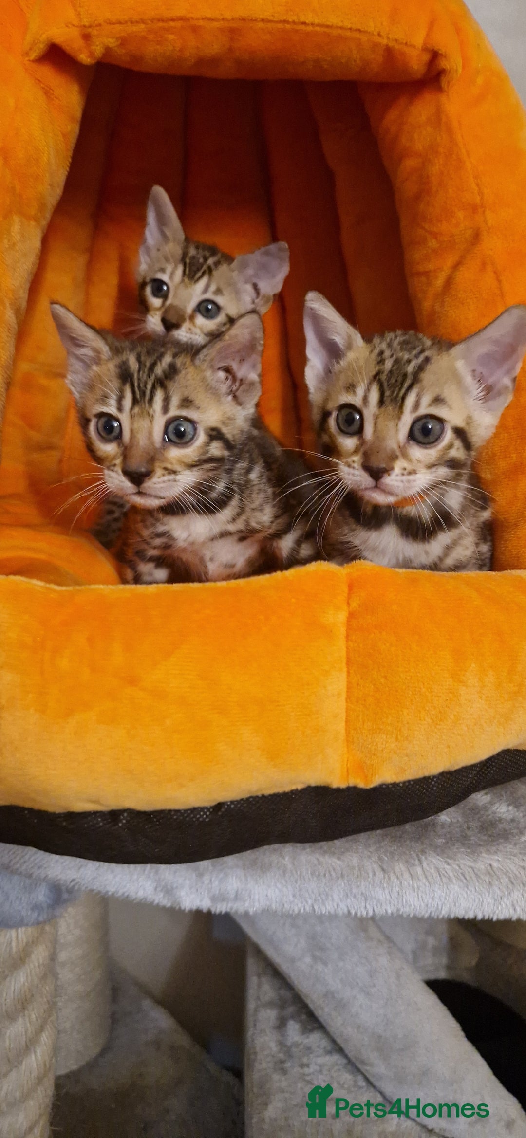 Bengal cats for sale: Beautiful kittens 🥰 - Advert 32