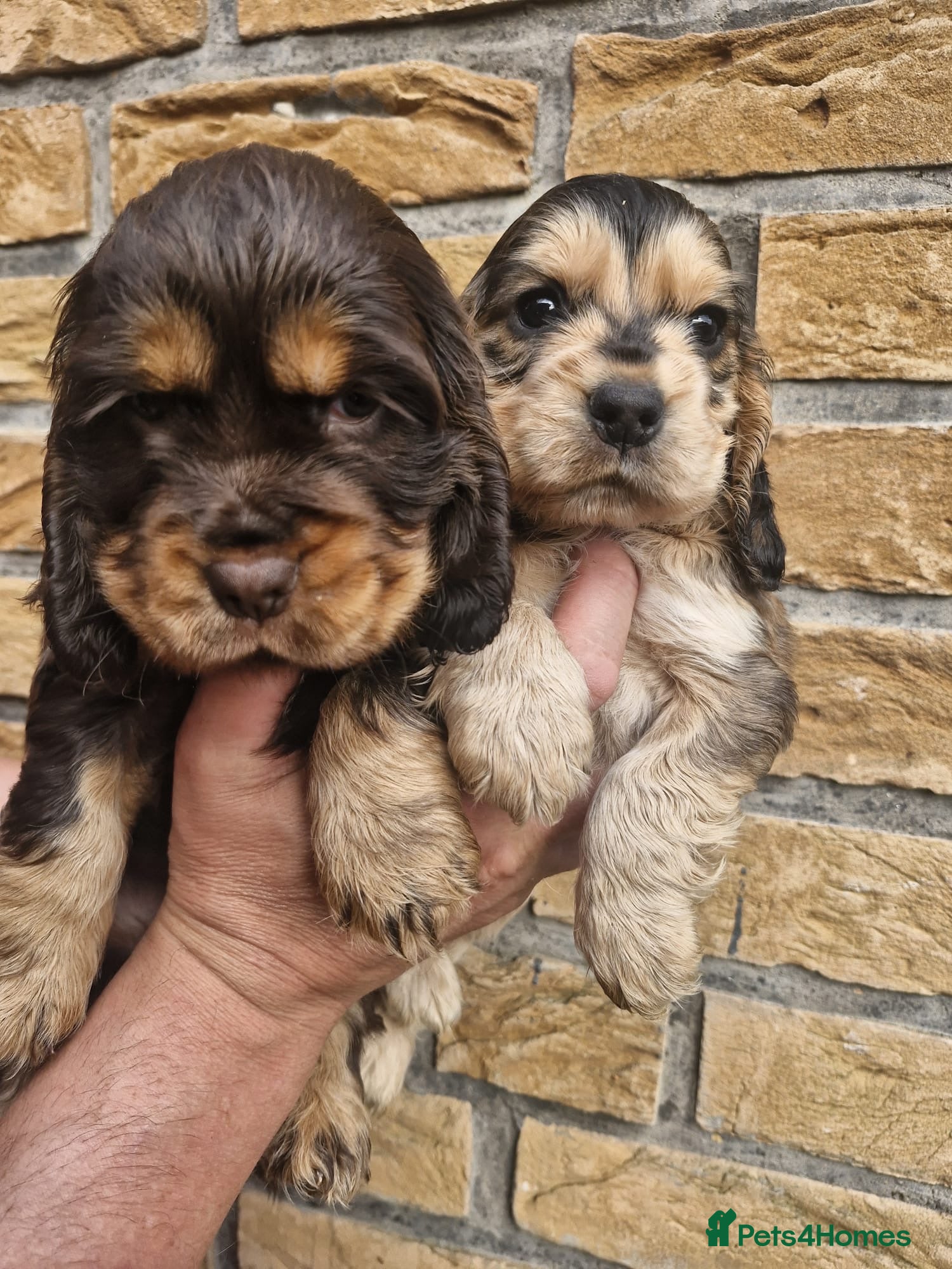 Cocker Spaniel dogs Lovely show Cocker spaniel puppies 🐶  - Advert 12